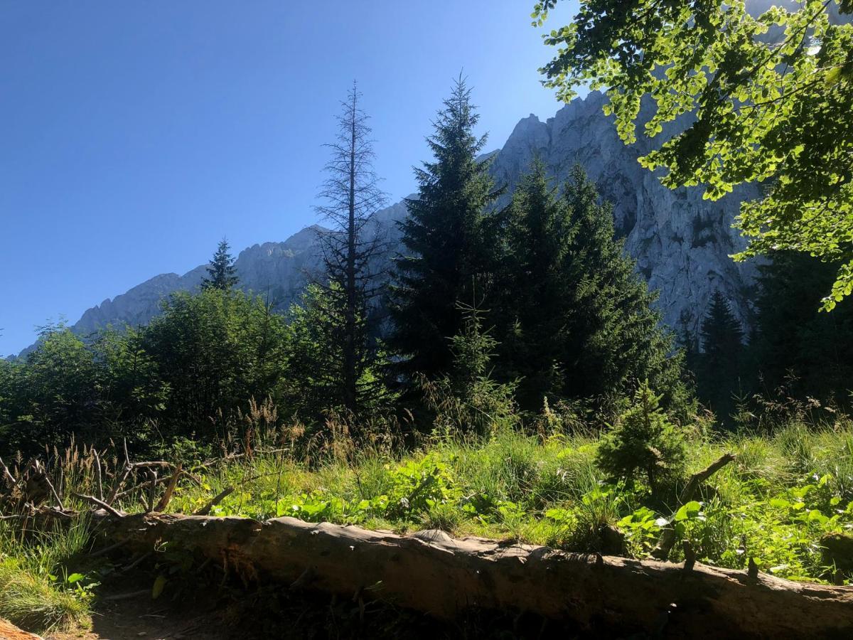 Pensiunea Aliart Zărneşti Dış mekan fotoğraf